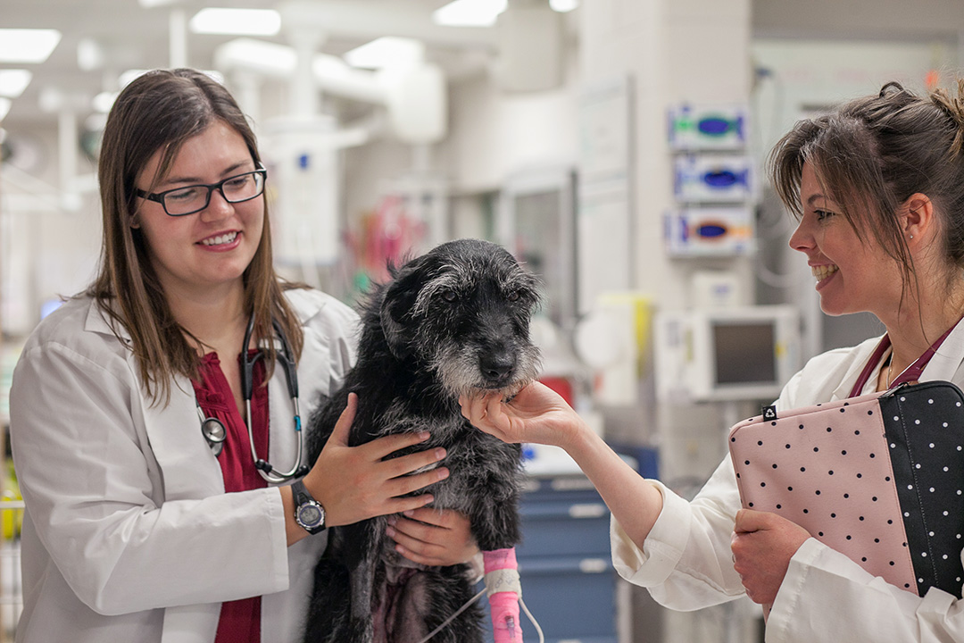 Dr. Jennifer Loewen (DVM), left, holds Granny after her successful surgery, while owner Dr. Juliette Bouillon (DVM), right, checks in on her. Photo: Christina Weese